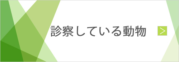 診察している動物